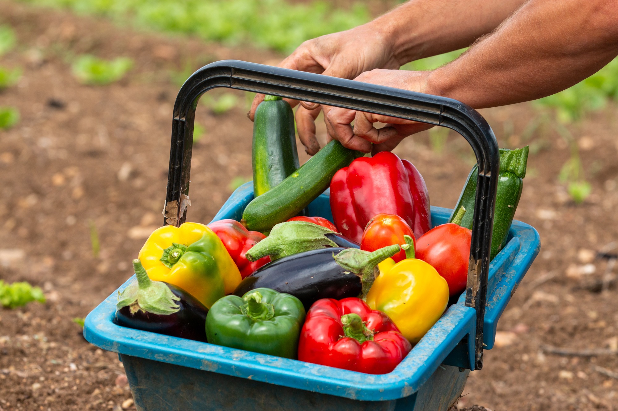 Panier de récolte du GAEC