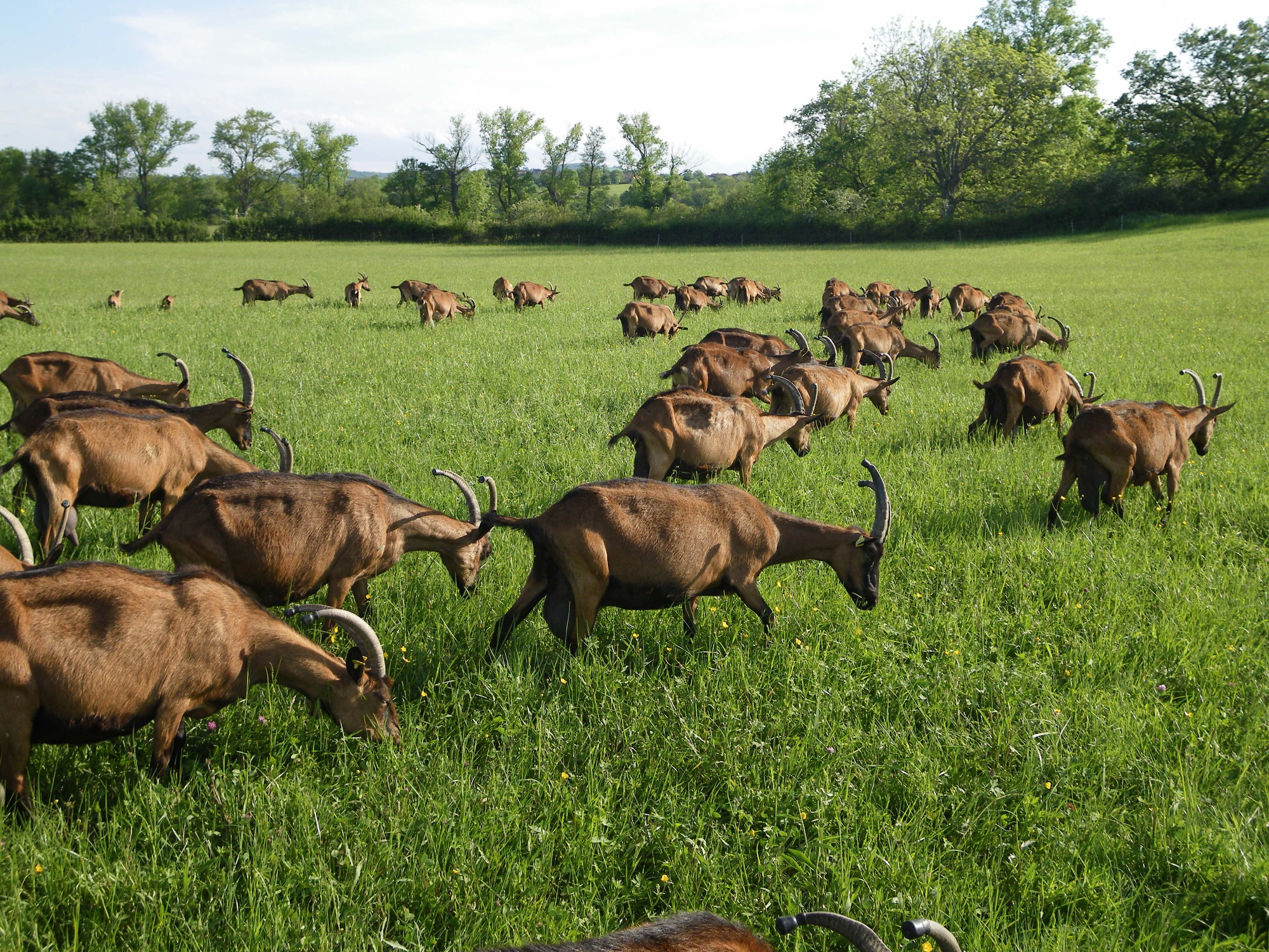 Chèvrerie de la Joanna
