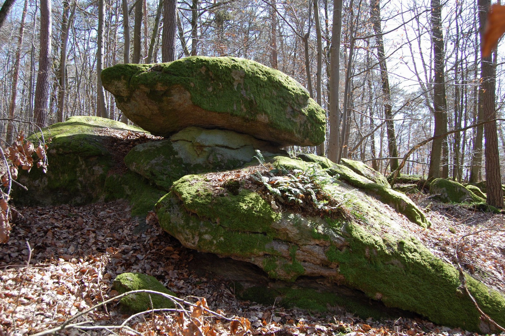 Bois des Roches