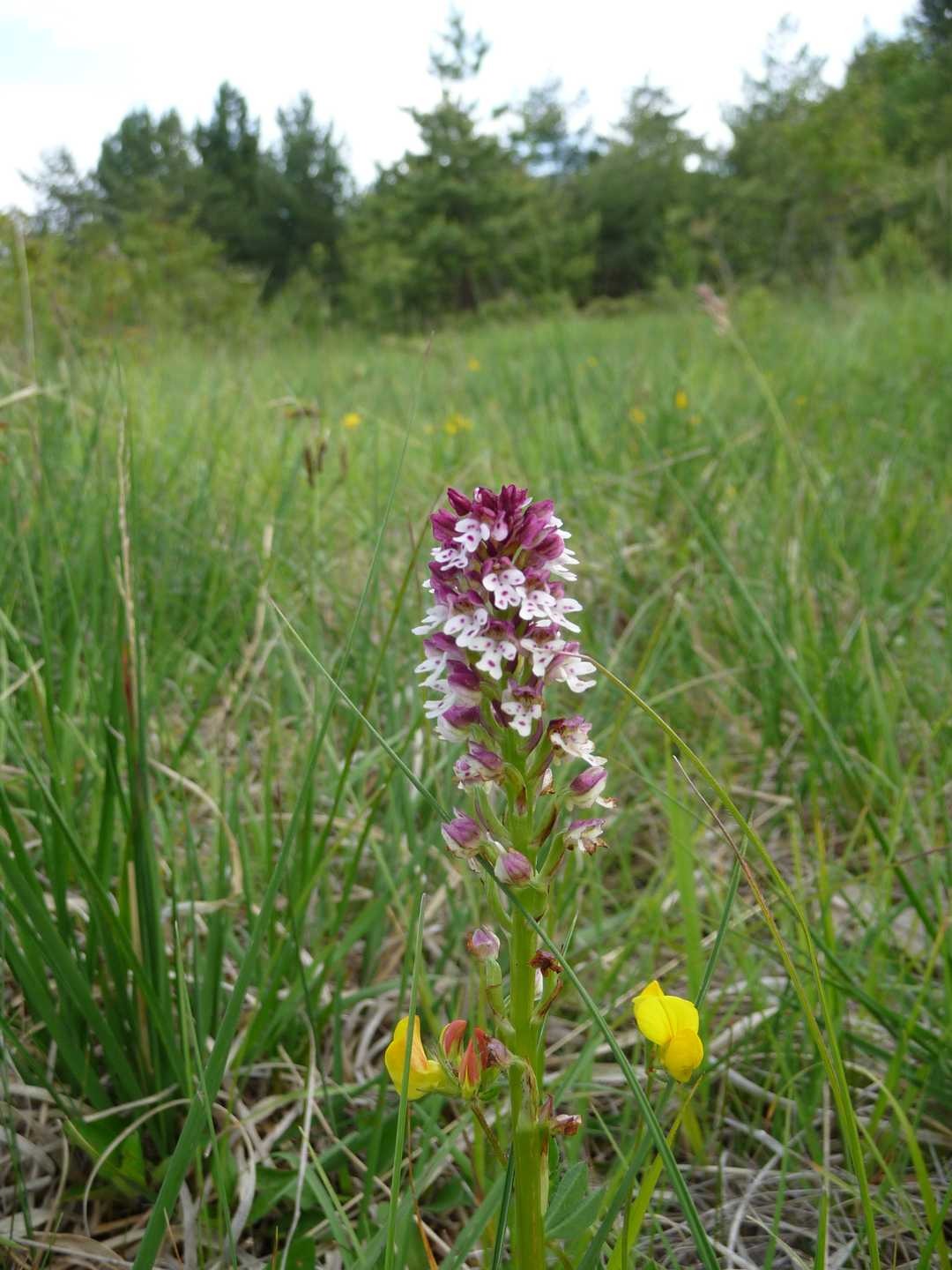 Pelouses sèches Eyzin-Pinet