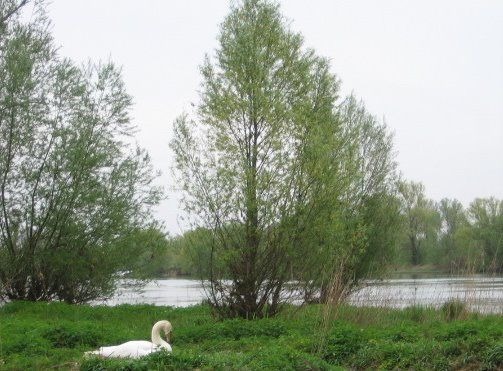 Bords de Saône