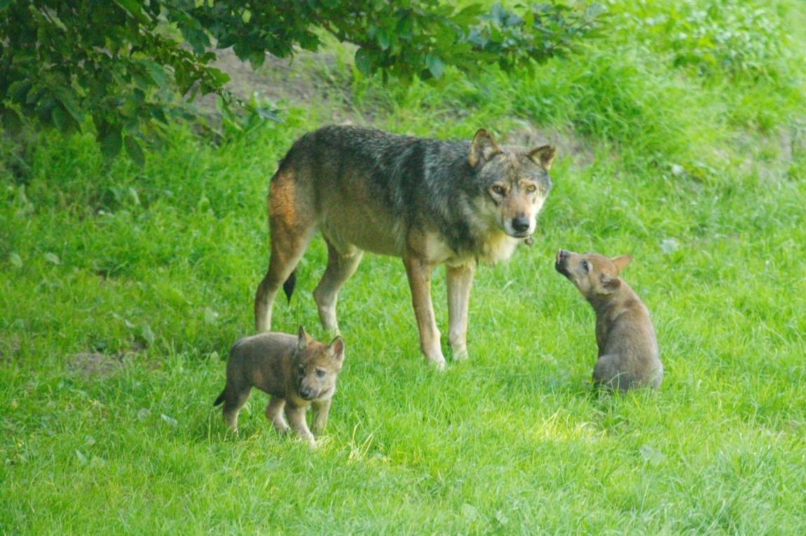 Repas des loups gris