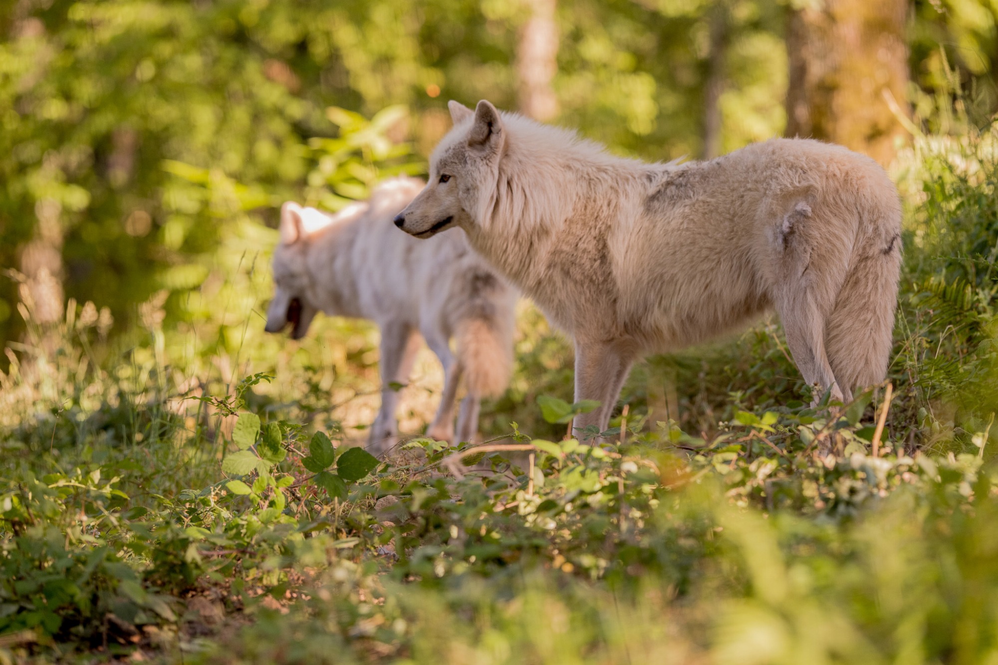 Colline aux loups blancs