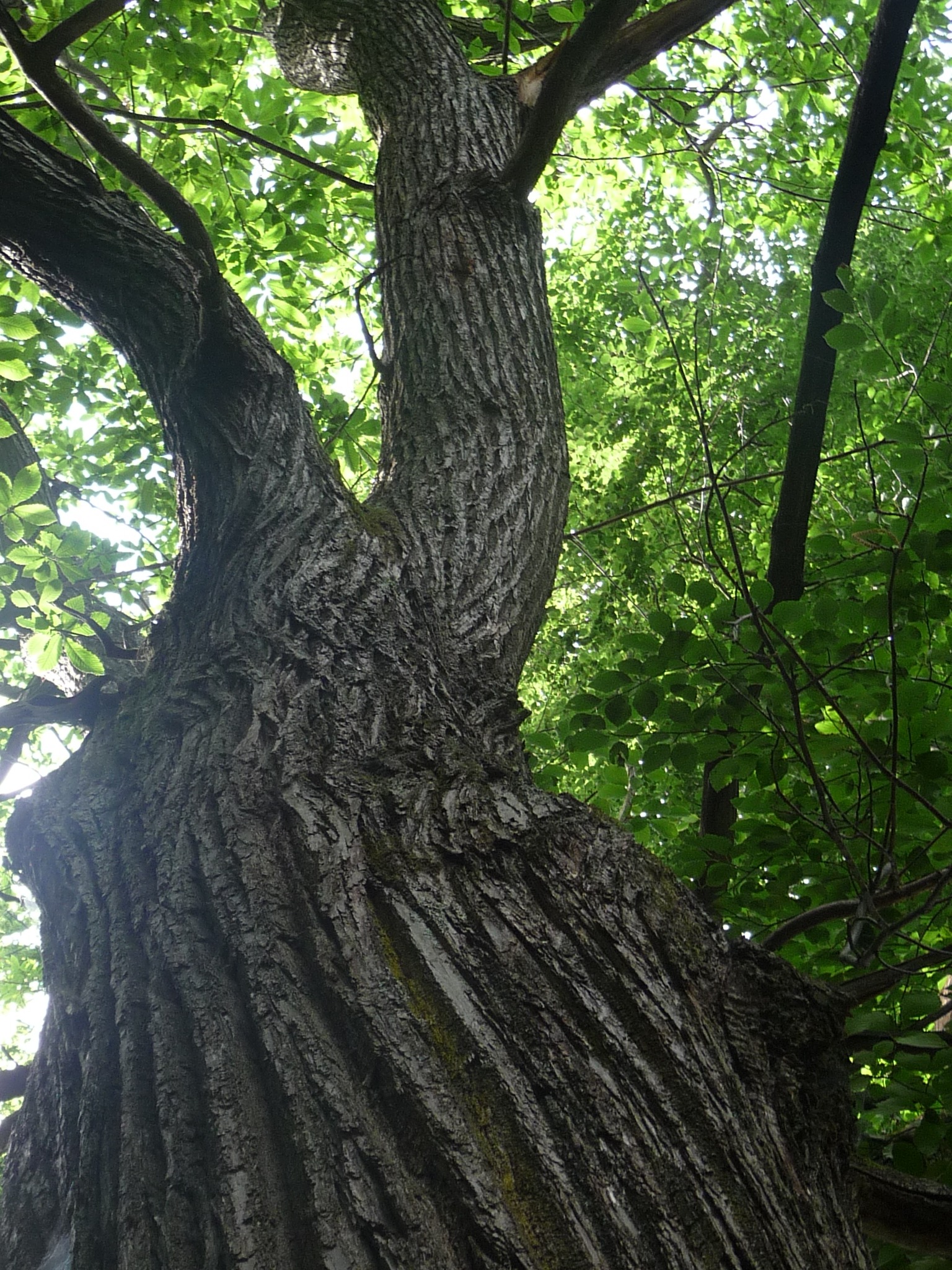 Forêt sur le parcours
