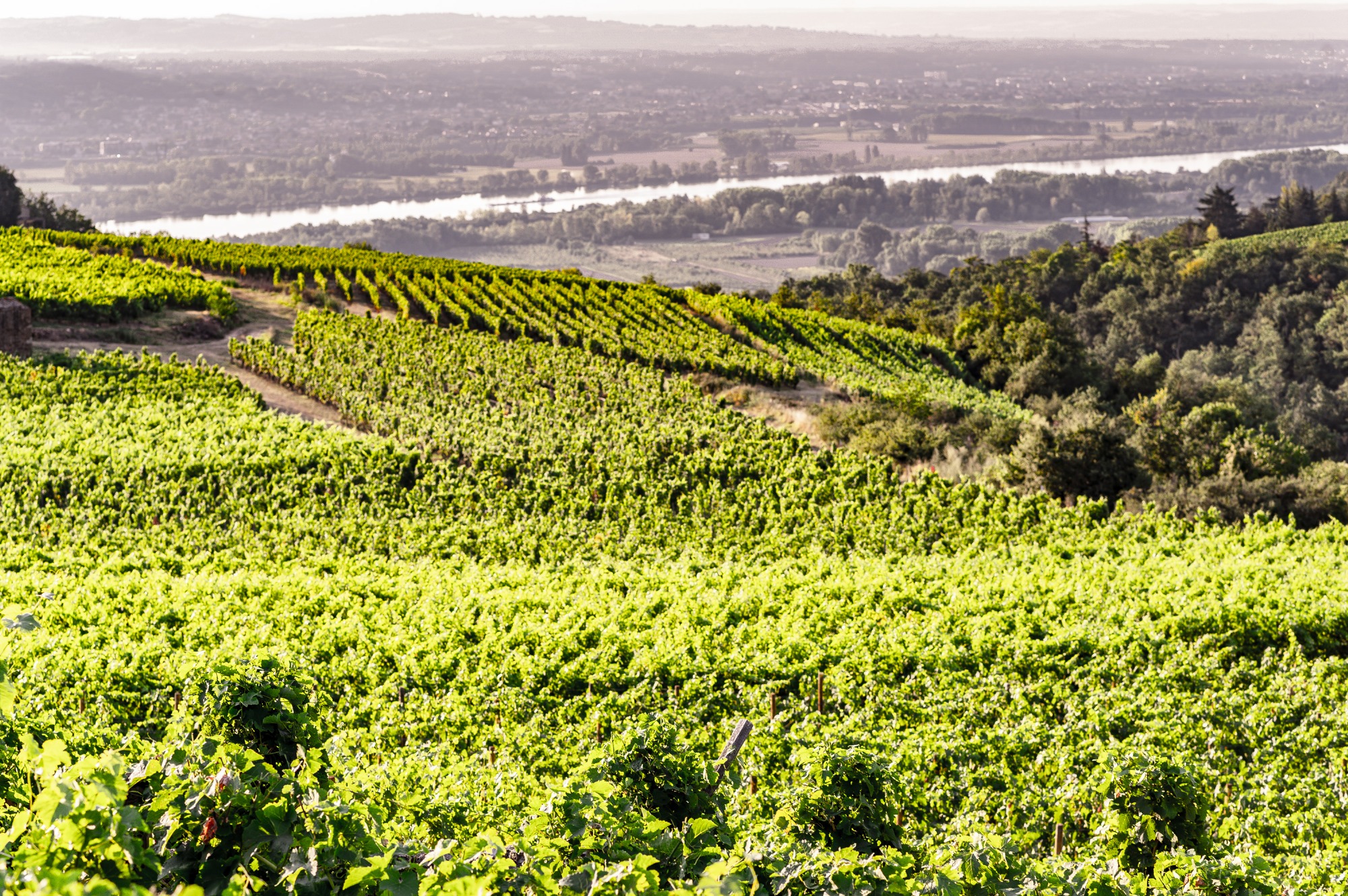Vue sur le Rhône