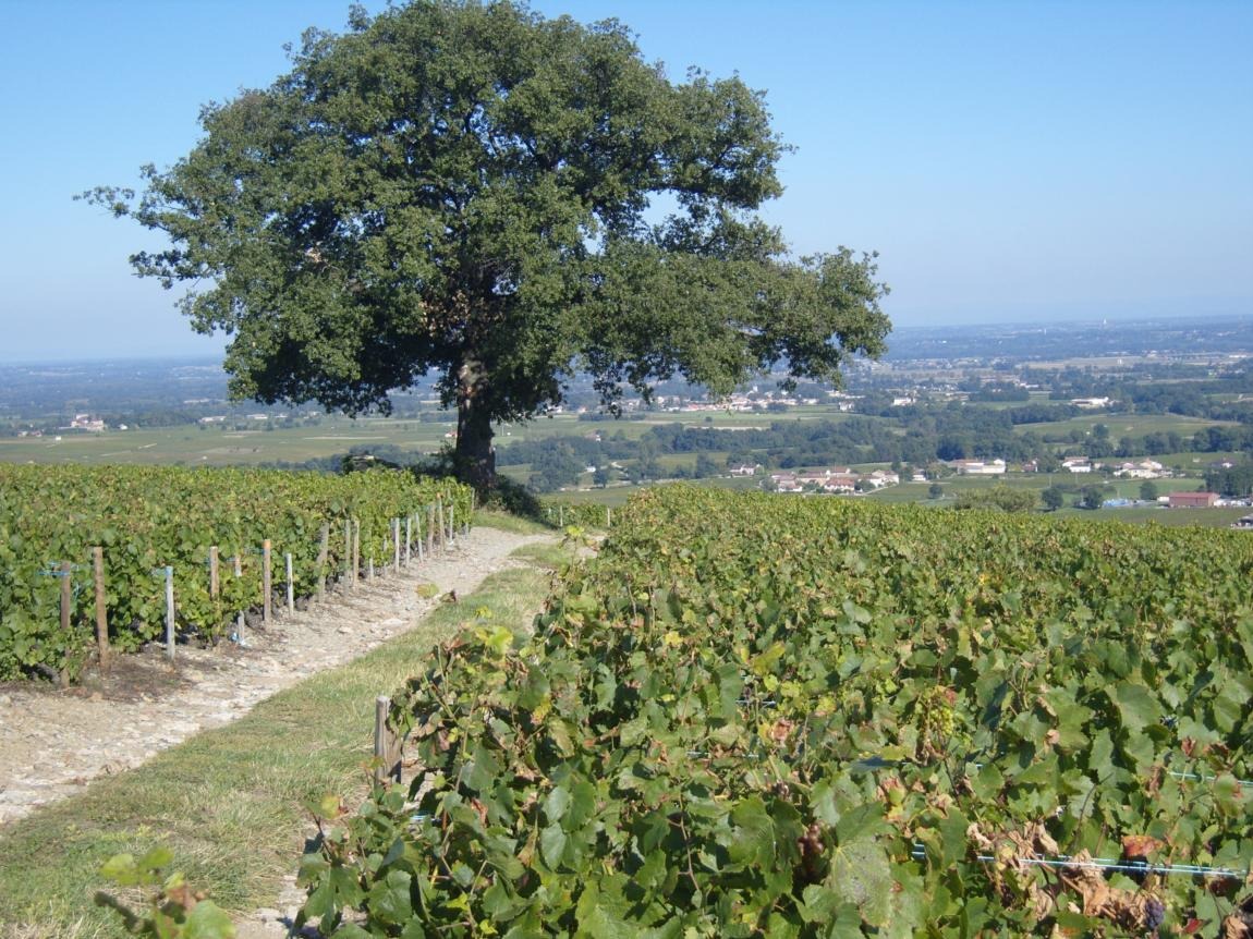 Domaine Chêne du Py Villie Morgon