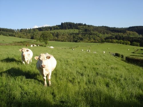Paysage de St Christophe la Montagne