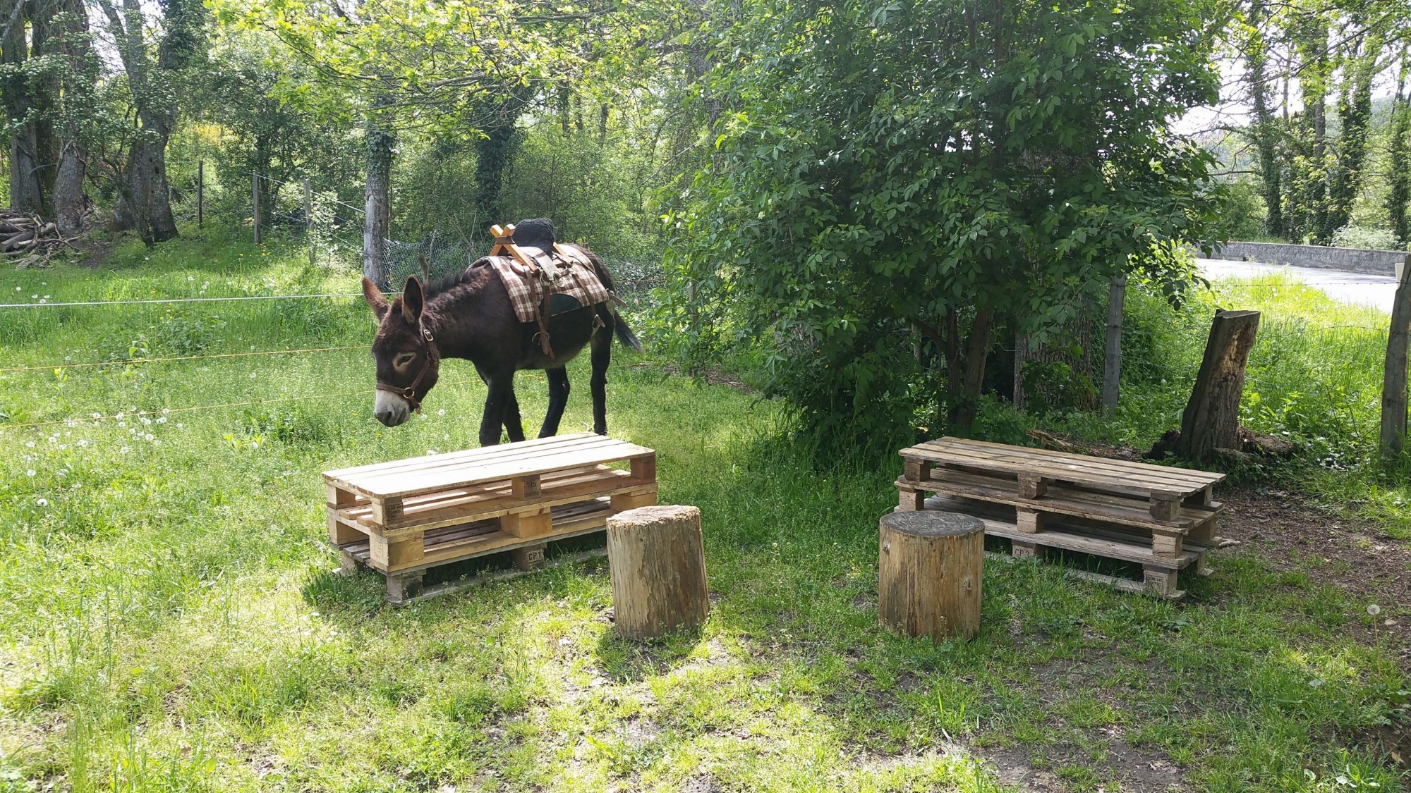 Balades et activités autour des ânes_Pollionnay