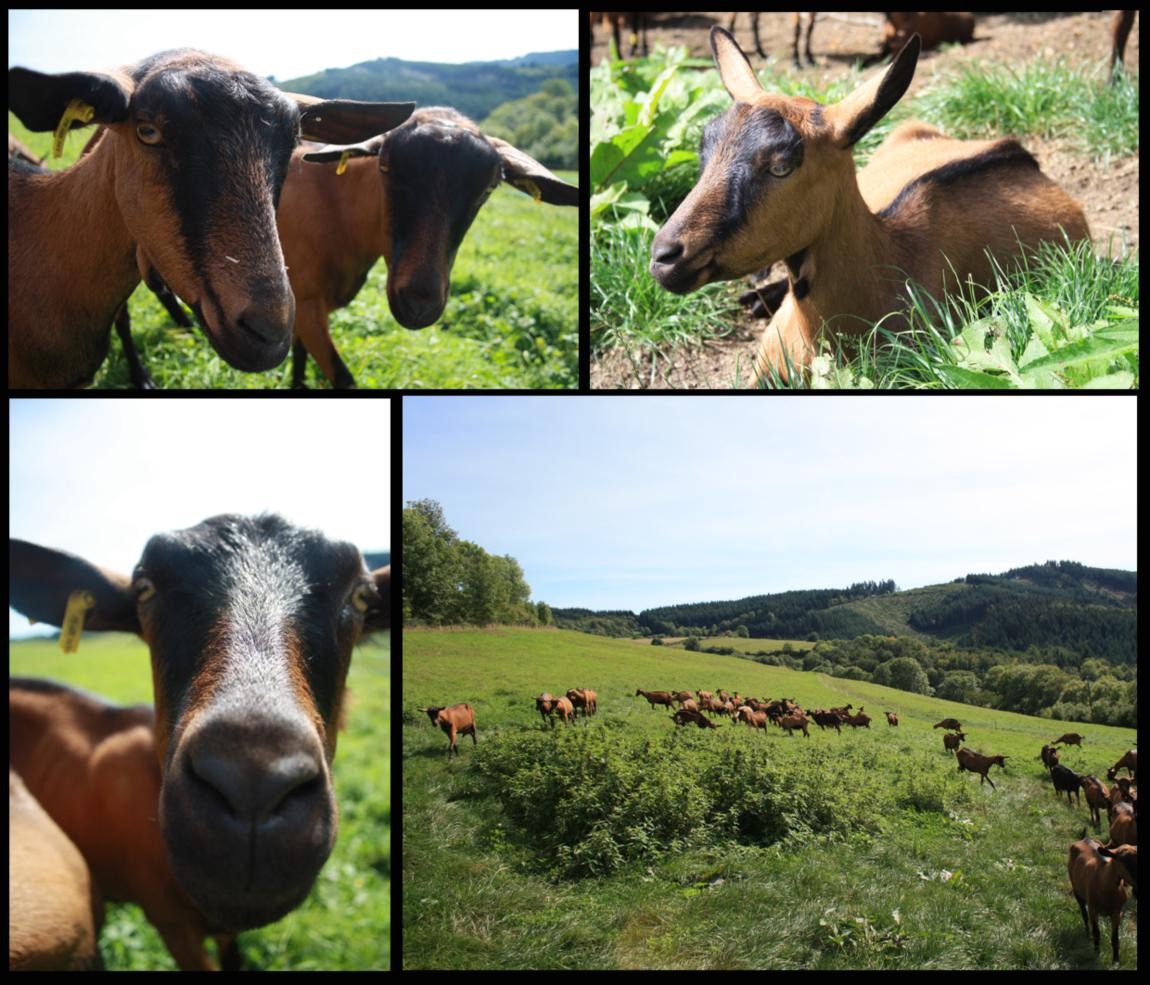 La chèvre et le paysan à Claveisolles