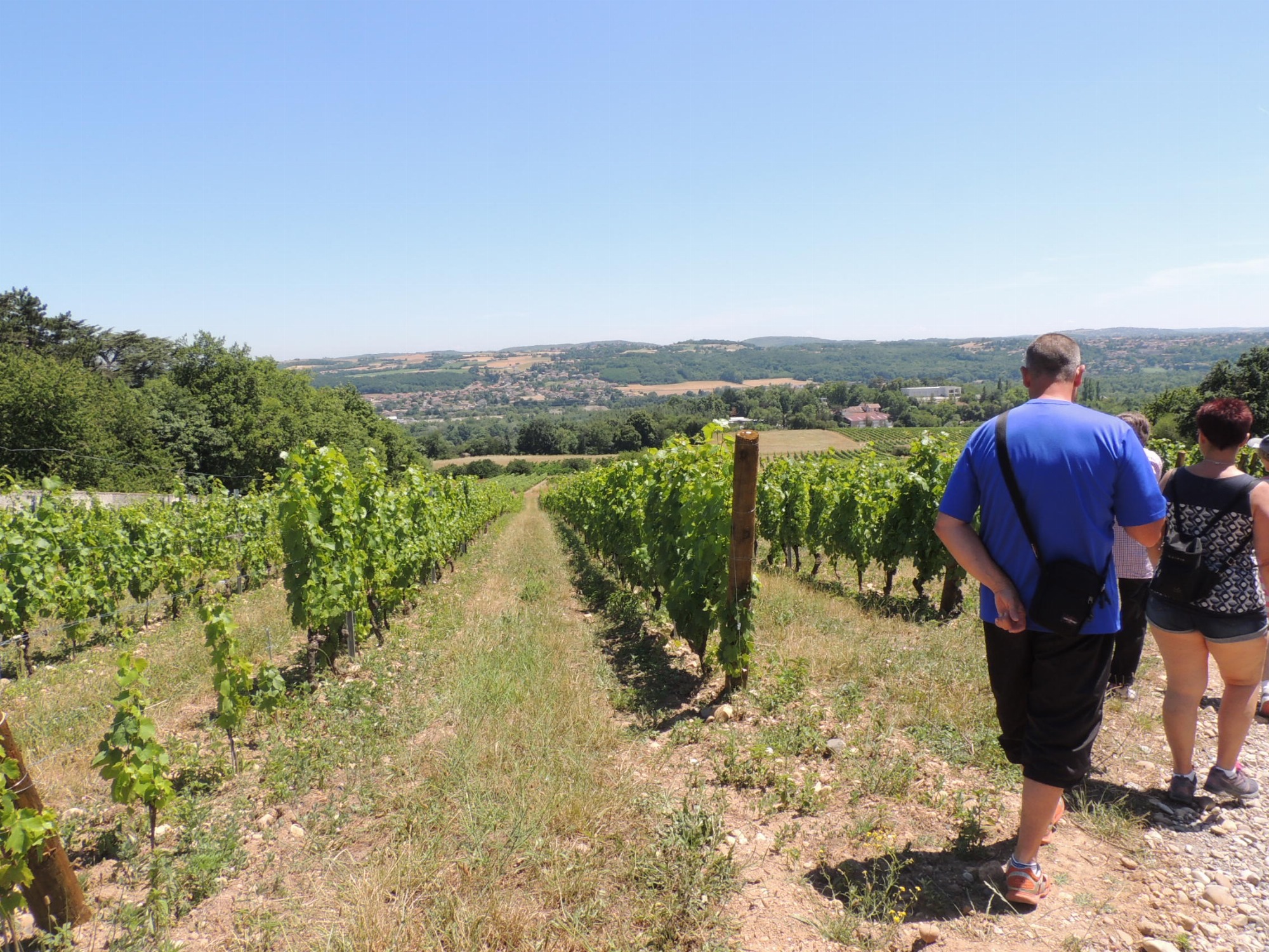 Vignes