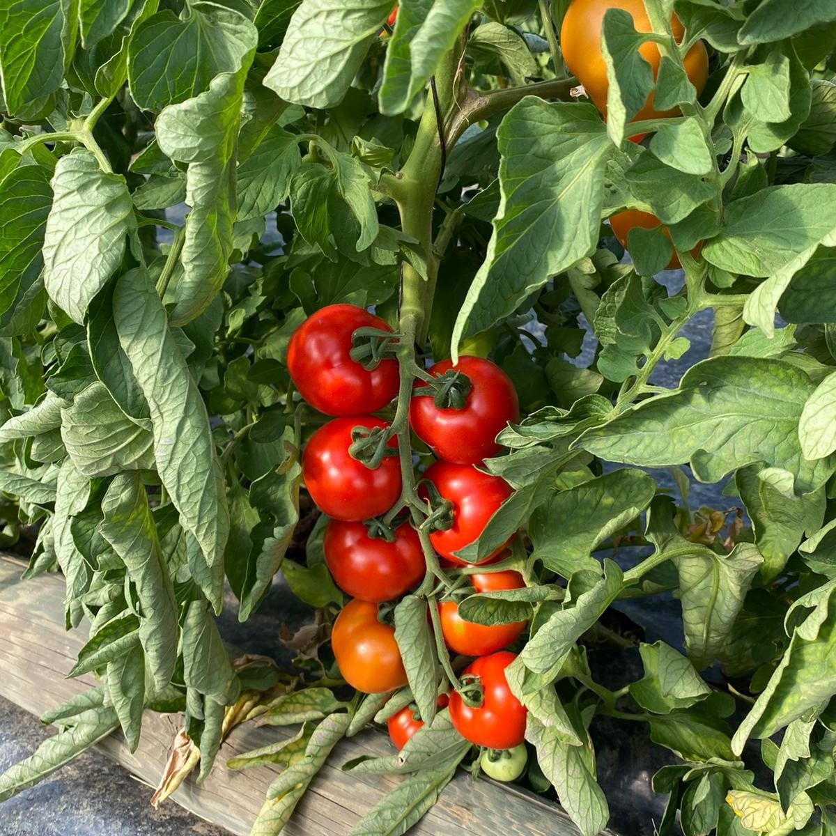 Pied de tomates_FermedeChantalois_CHABANIERE St Didier sous Riverie