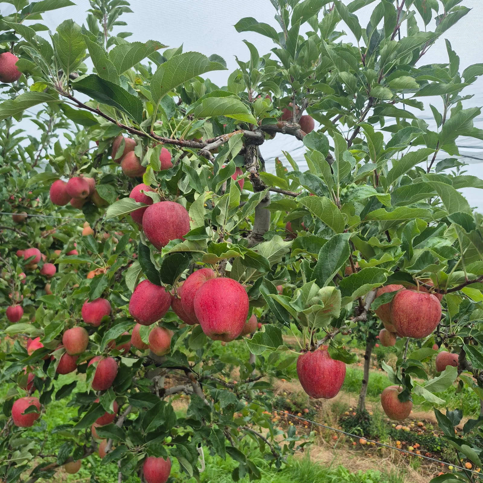 Pommes au verger_FermedeChantalois_CHABANIERE St Didier sous Riverie.jpg.JPG