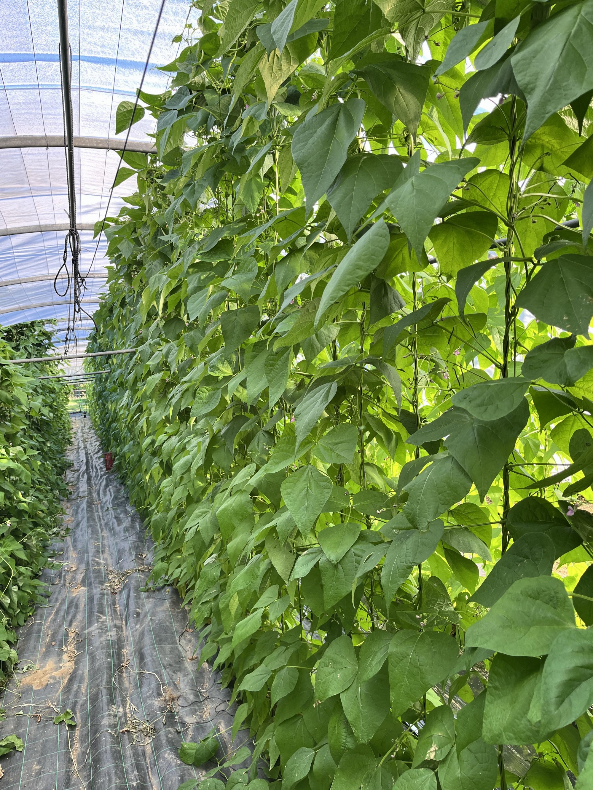 Pieds de haricots verts_FermedeChantalois_CHABANIERE St Didier sous Riverie.jpg
