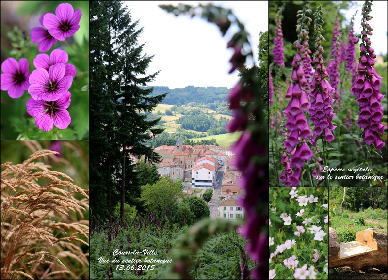 Sentier botanique Romarin