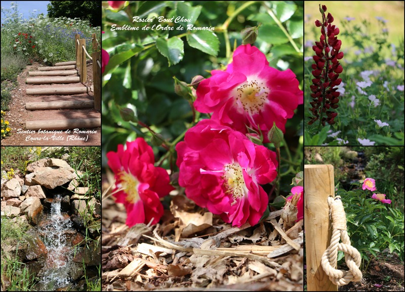 Sentier botanique Romarin