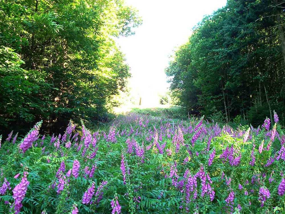 Sentier botanique Romarin