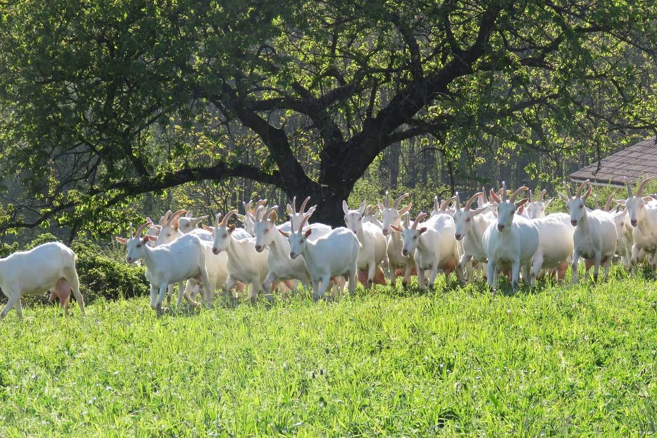 Gîte des Pampilles - Les Haies (Rhône, Pilat, proximité de Vienne et Condrieu) : troupeau de chèvres.