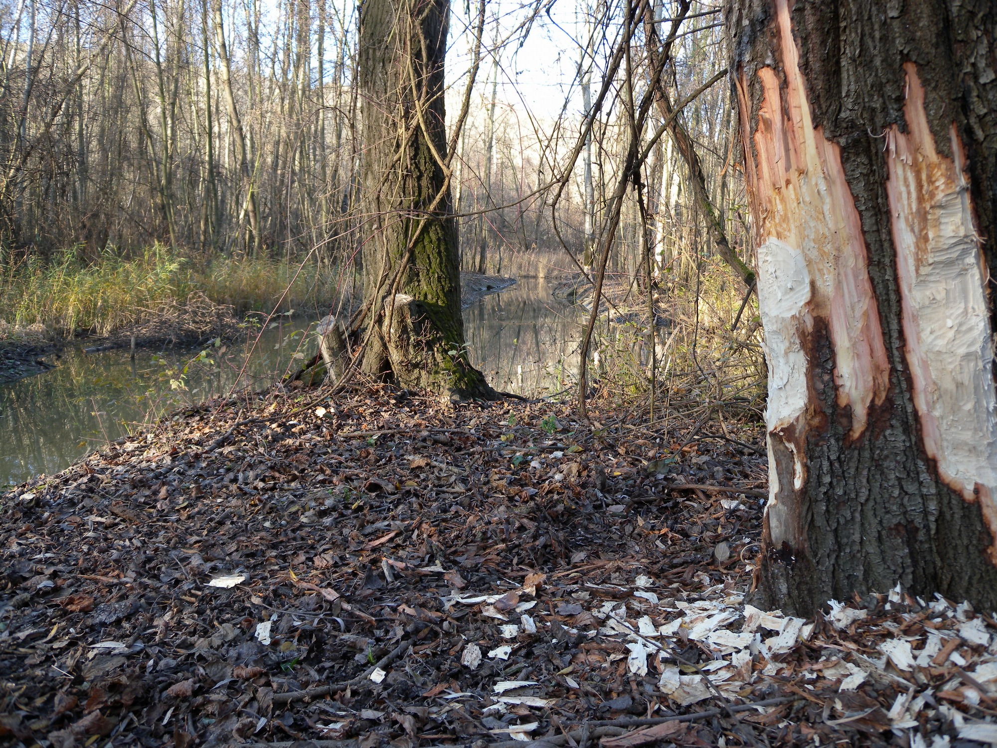 Découverte de l'Île de la Chèvre et de ses étangs_Tupin-et-Semons