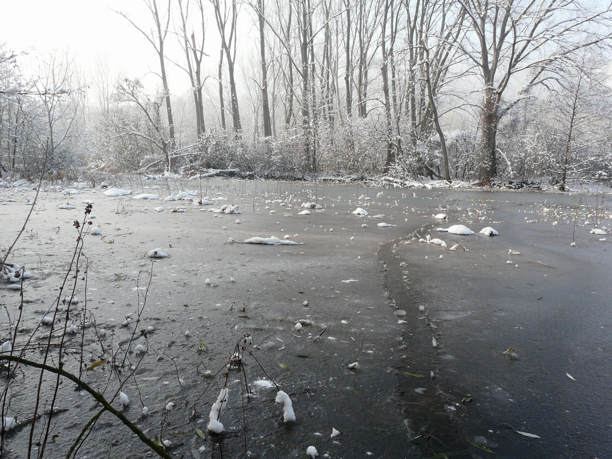 Découverte de l'Île de la Chèvre et de ses étangs_Tupin-et-Semons