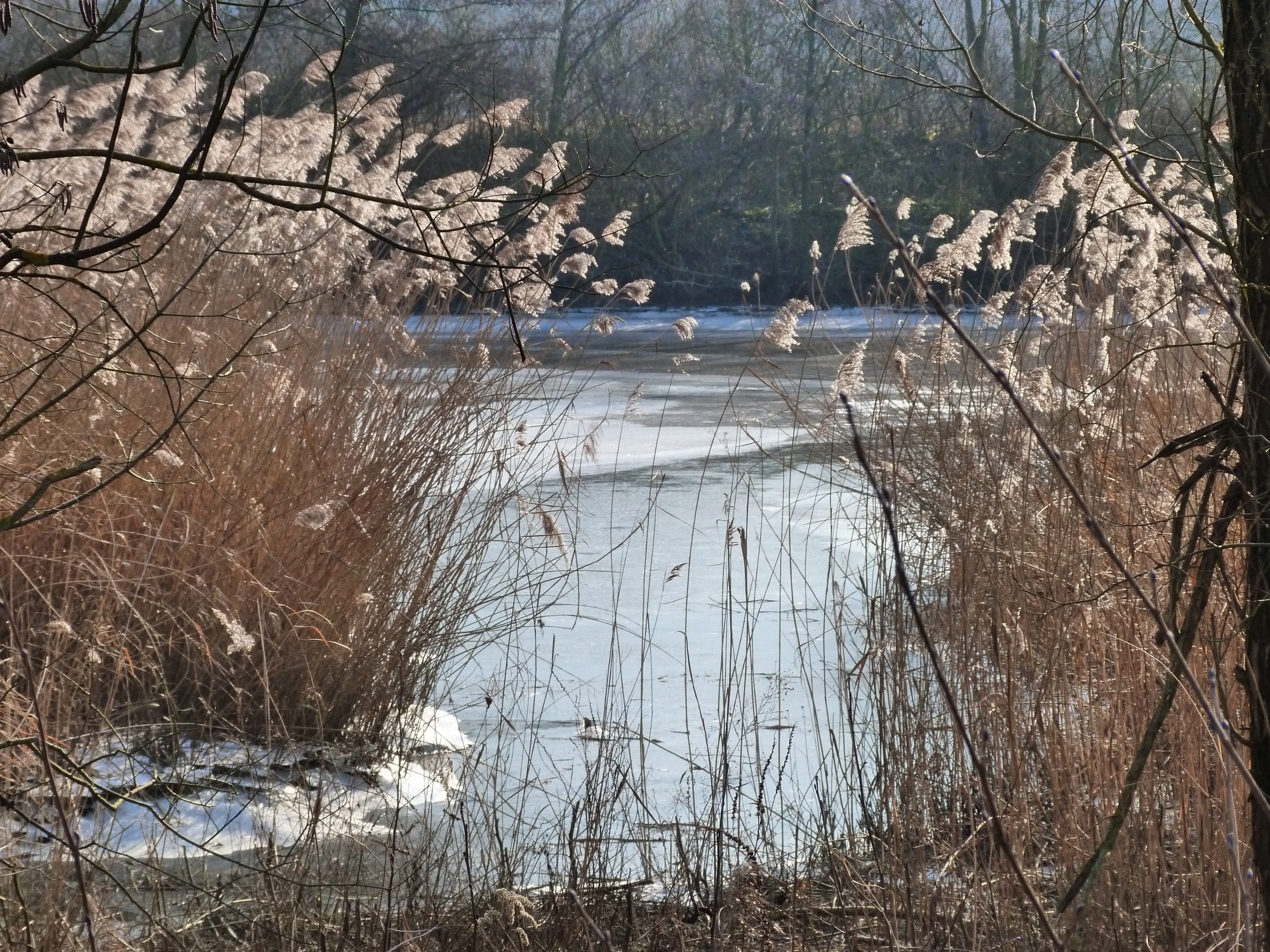 Découverte de l'Île de la Chèvre et de ses étangs_Tupin-et-Semons