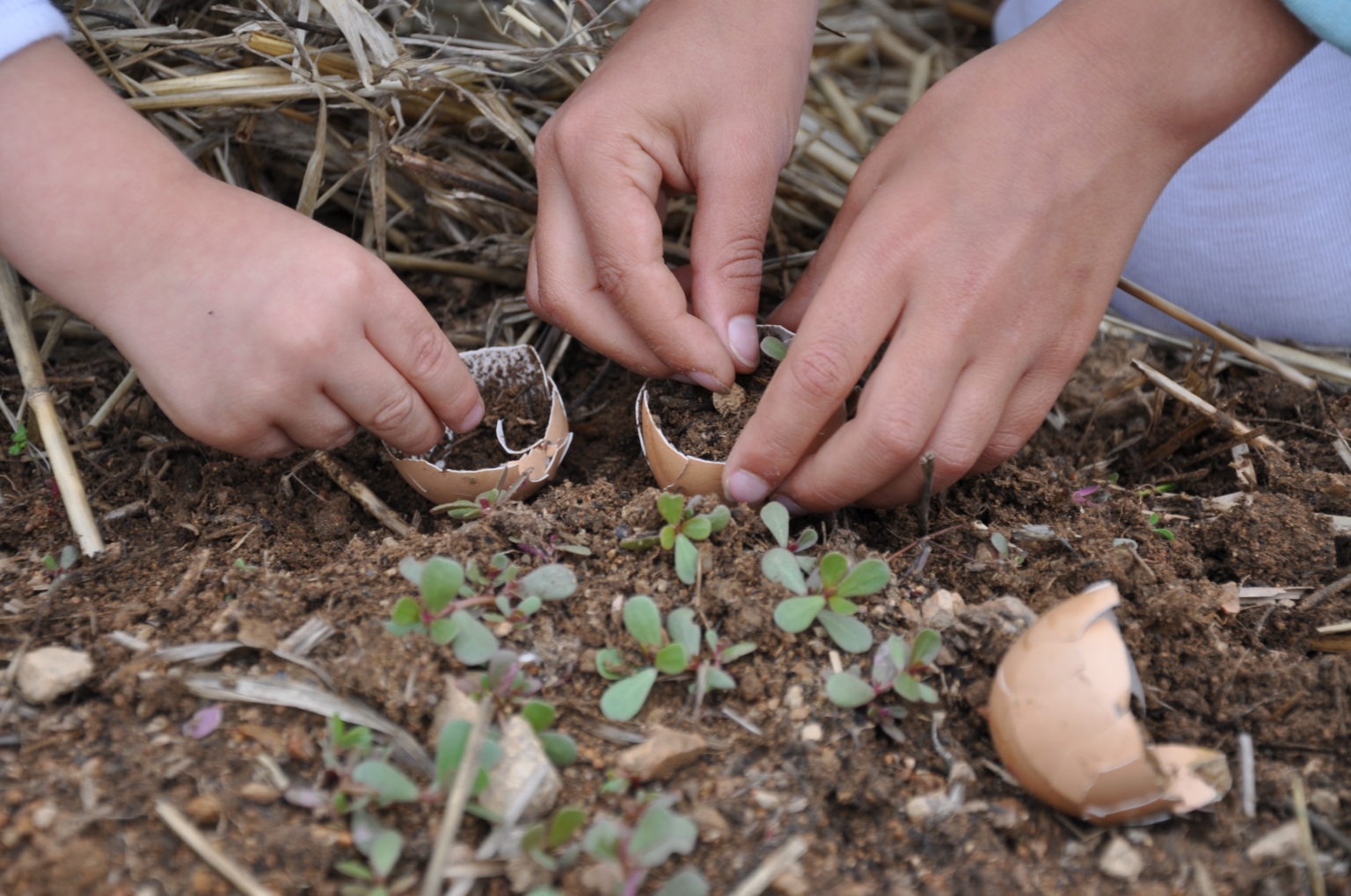 Découverte du jardin