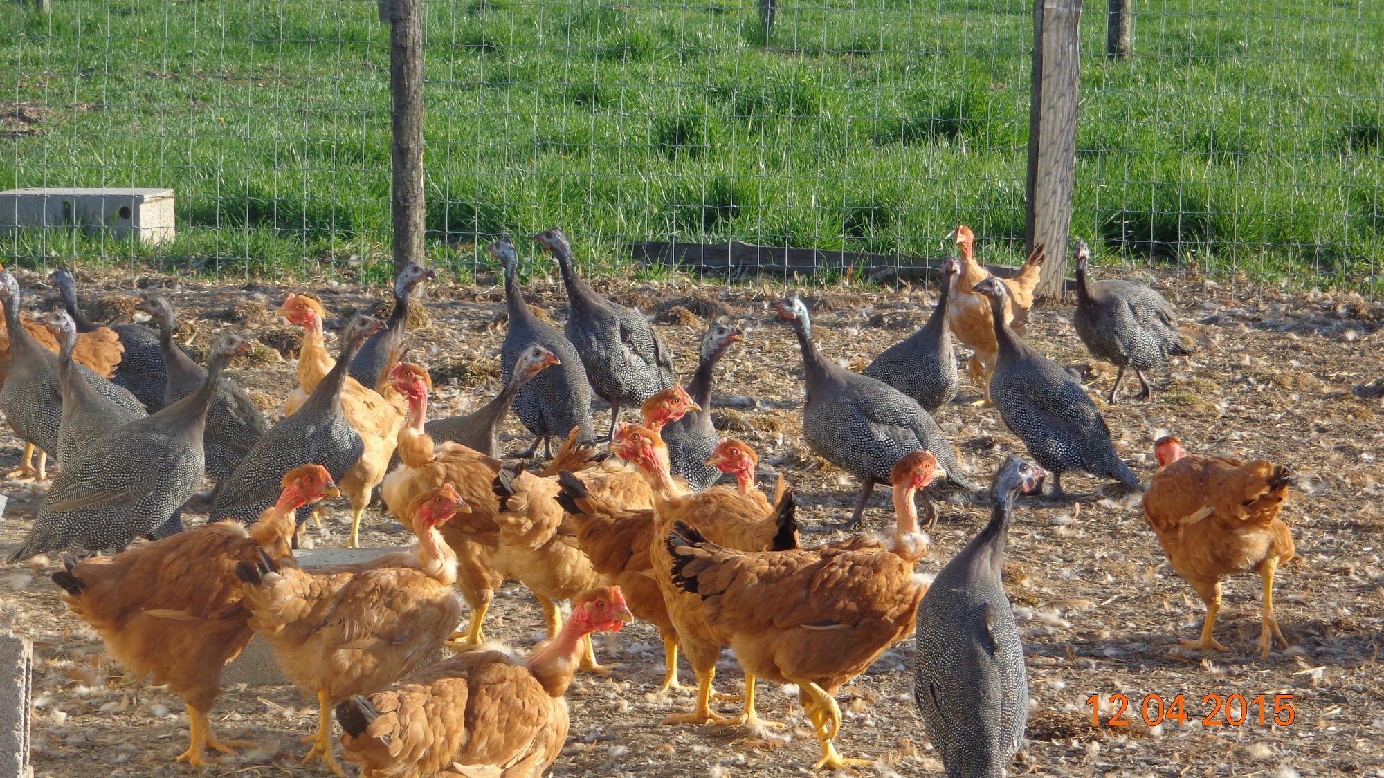 Ferme pédagogique volailles bio