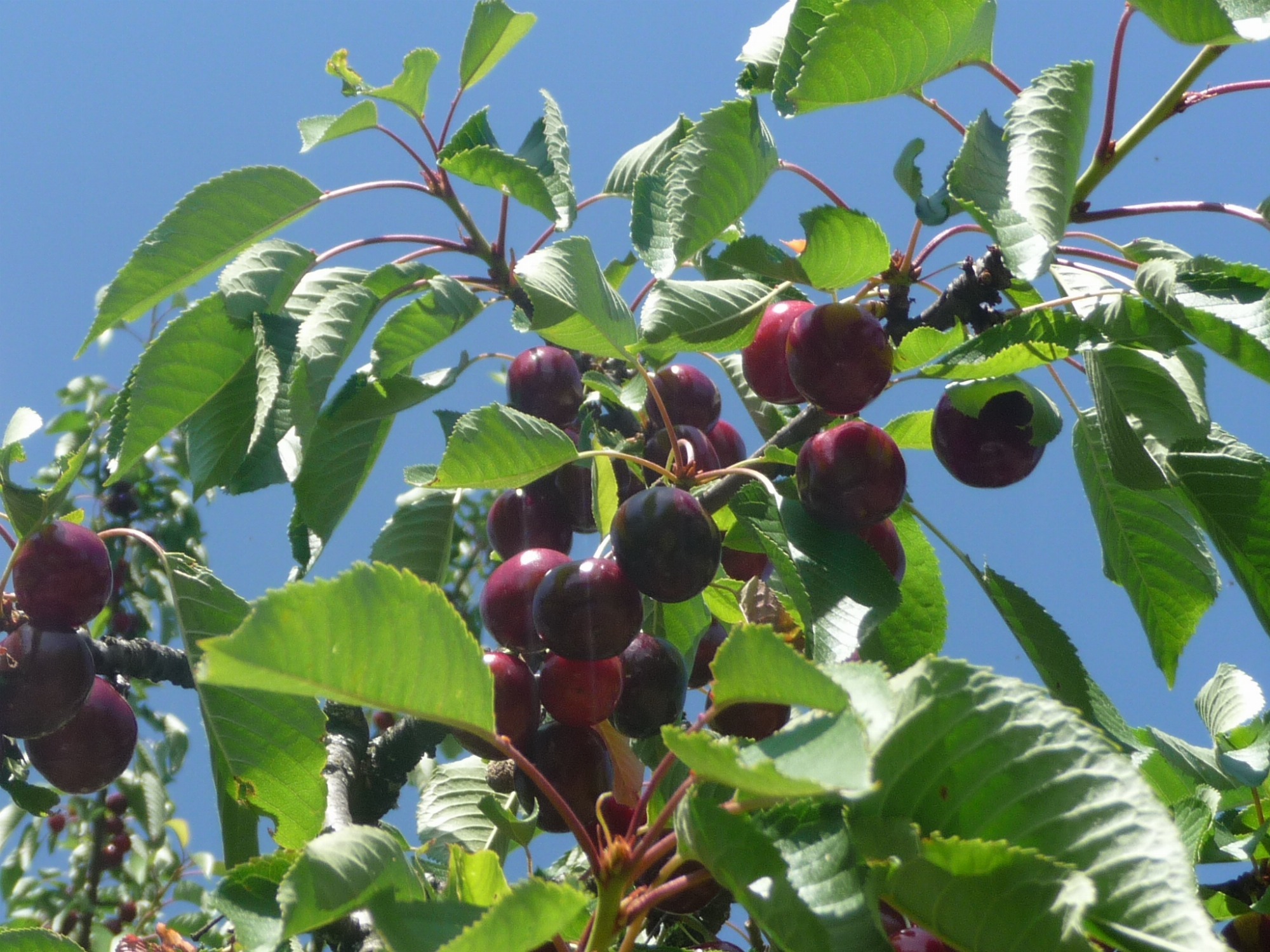 Fruits