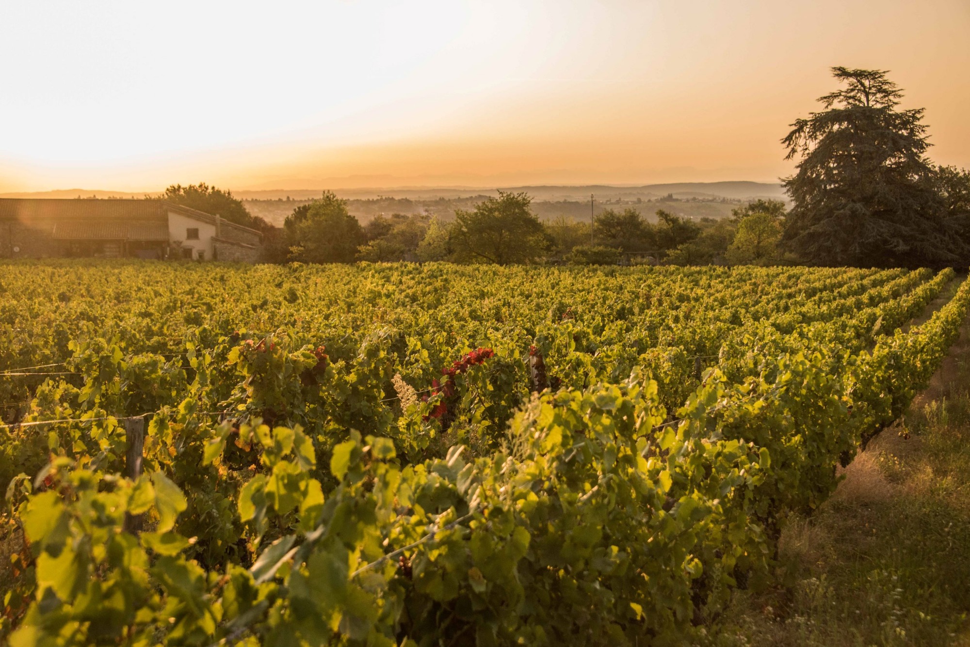 Domaine du Clos Saint-Marc