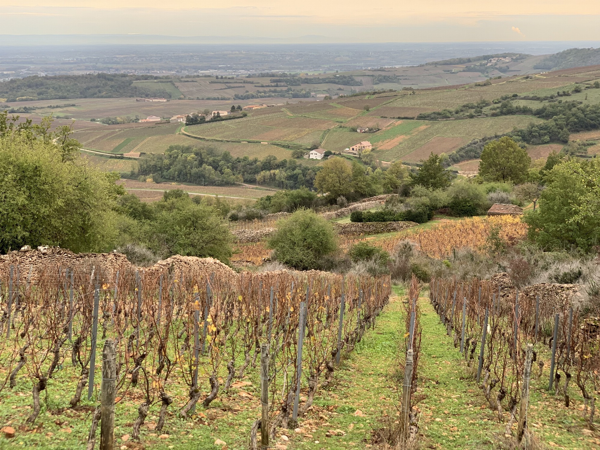 Visite de vignobles