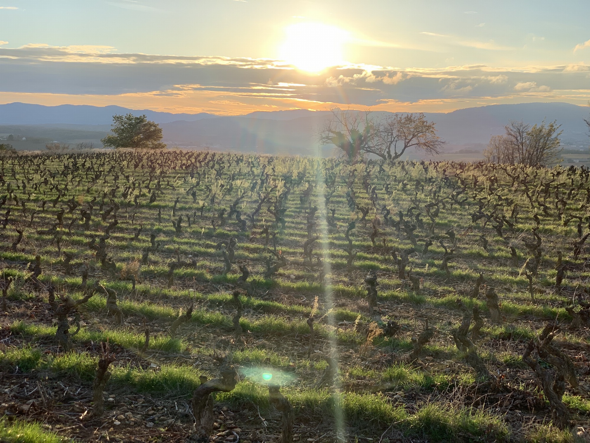 Visite de vignobles