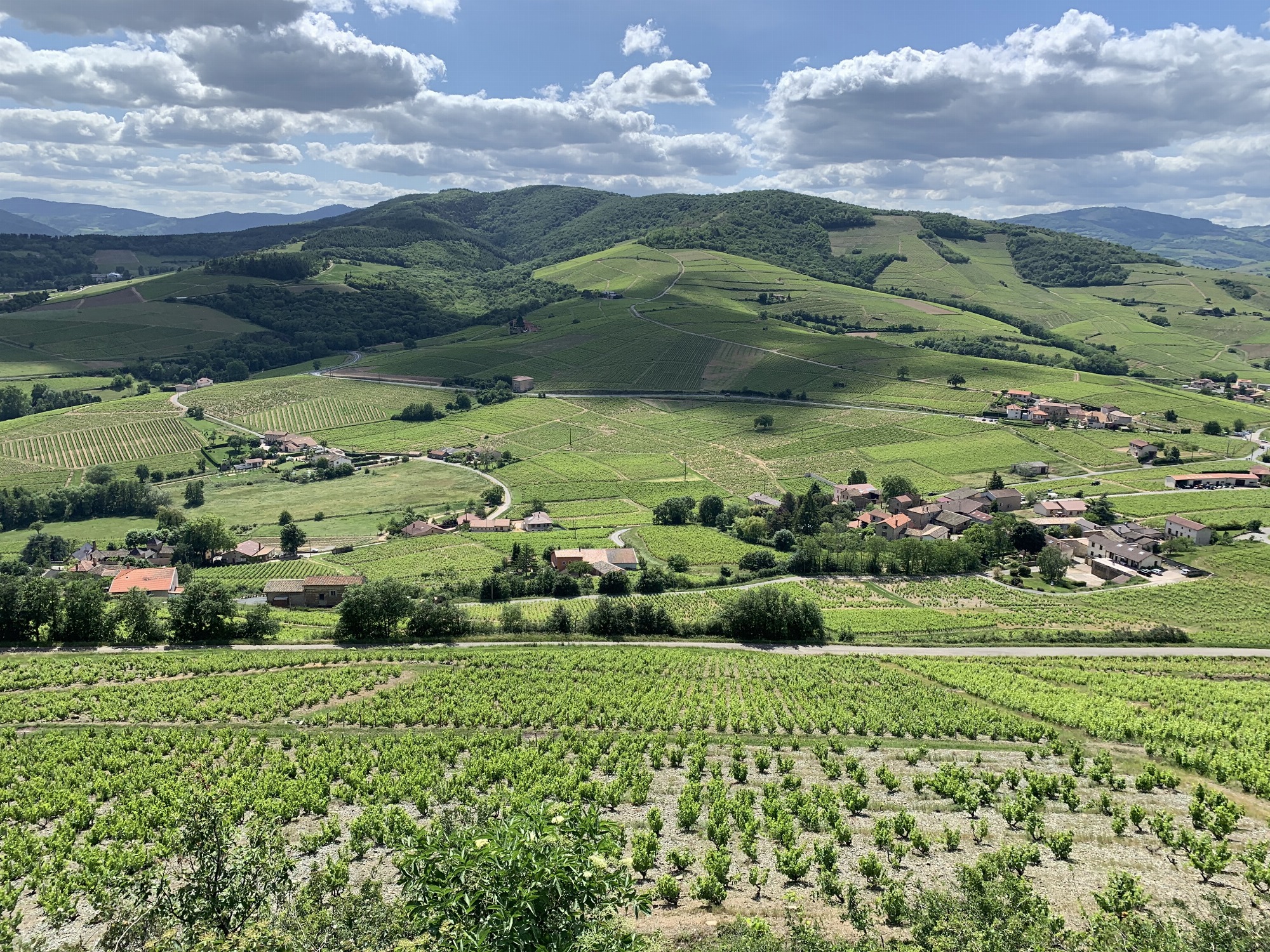 The vineyards
