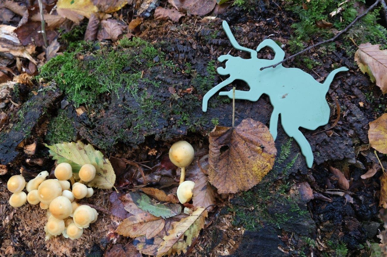 La Forêt de la Cantinière