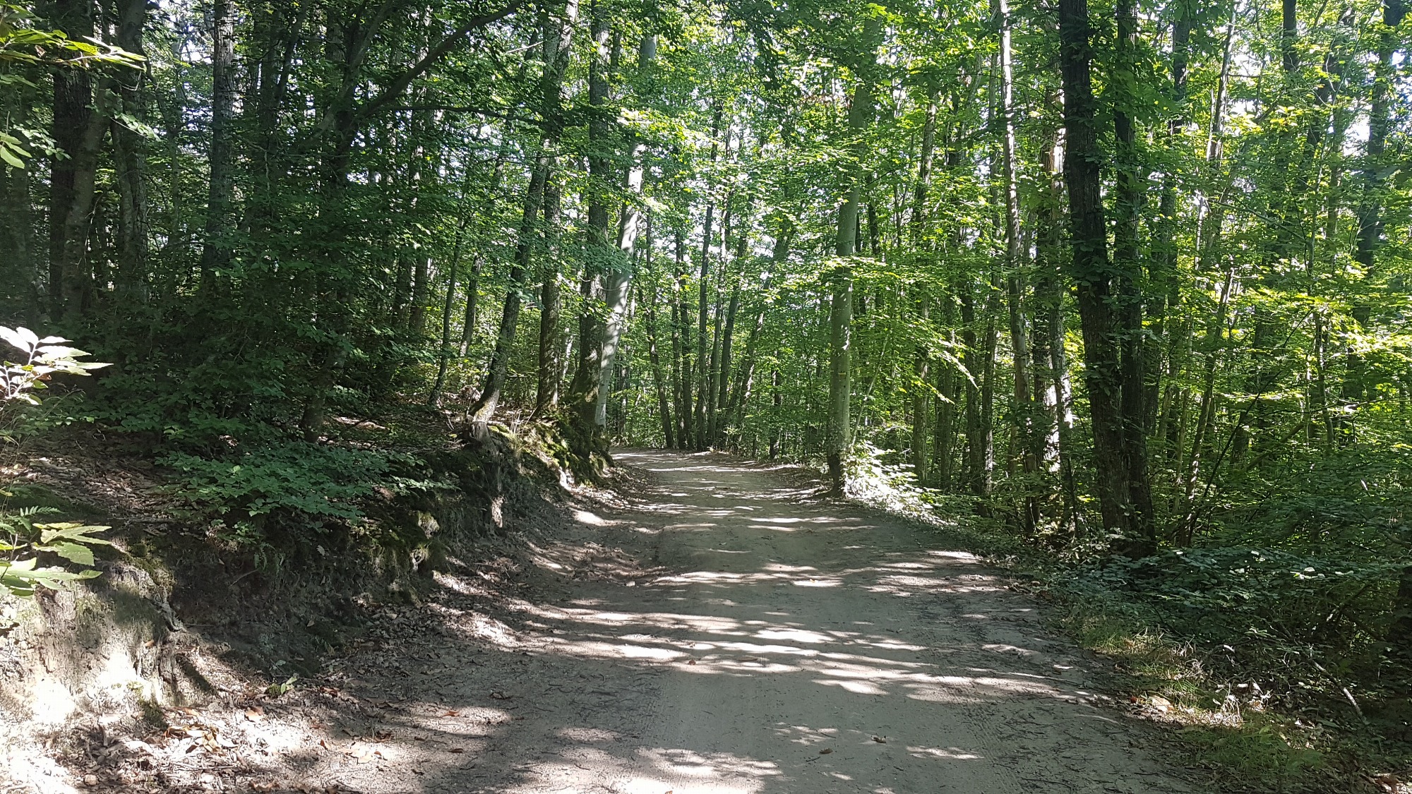 Forêt
