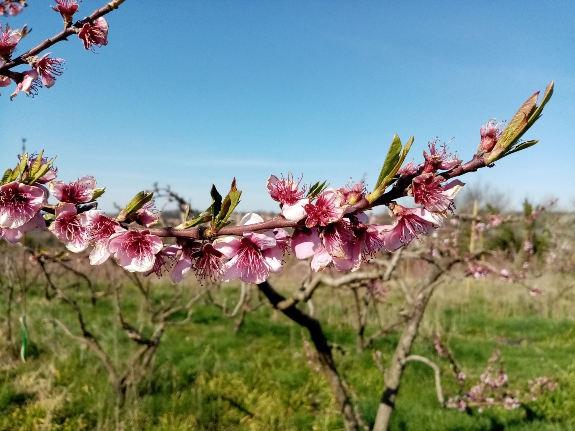 Vergers au printemps