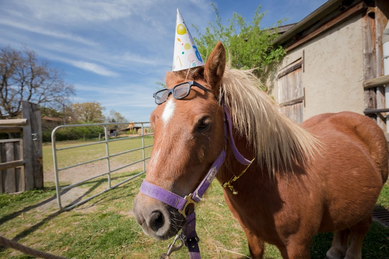 Poney club Mornant