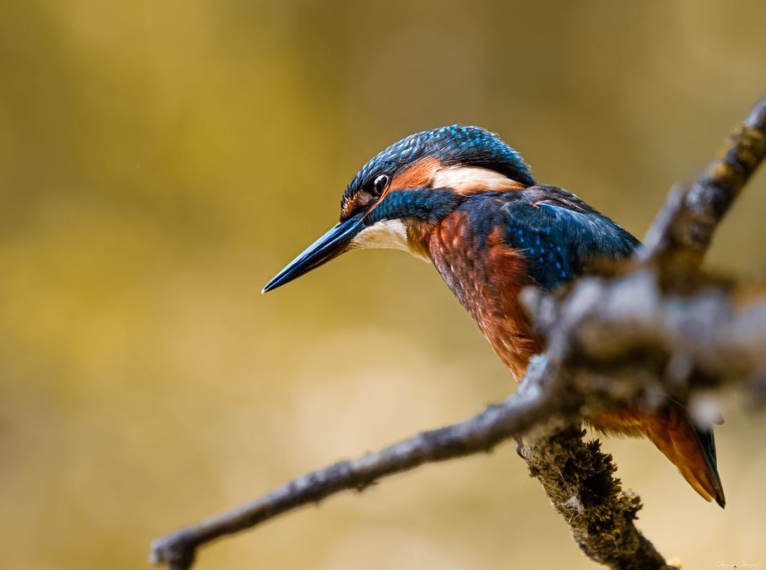 Expo-vente photographique : La faune locale s'invite au Jazz à Vienne_Vienne