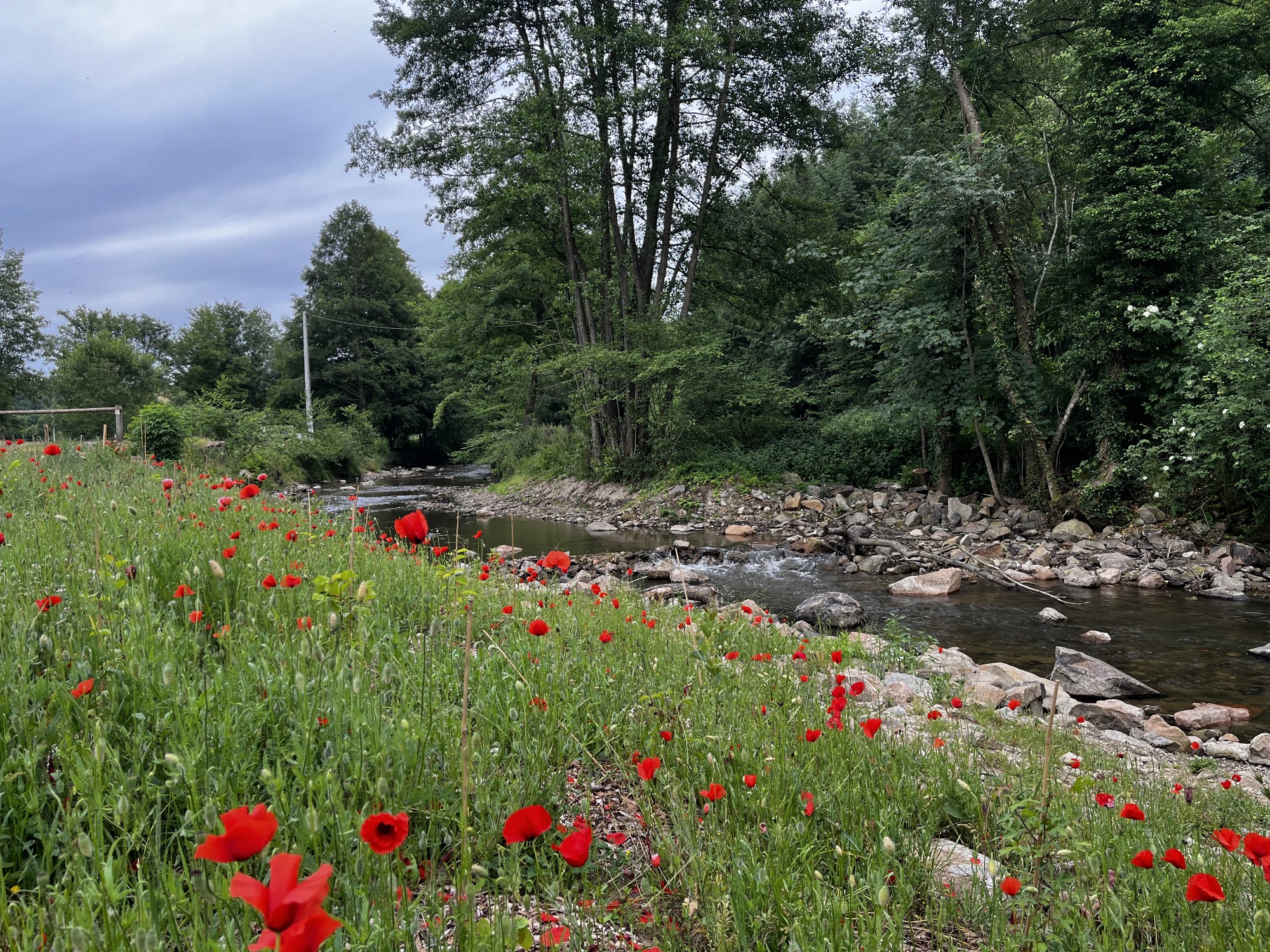 Au bord de l'eau au printemps