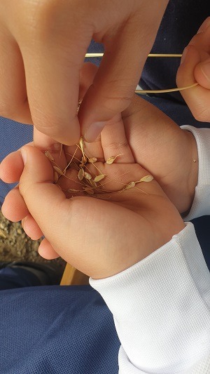 Les grains de blé_Le CroissantFertile_Mornant