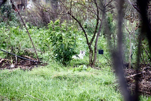 Le jardin-forêt_CroissantFertile_Mornant