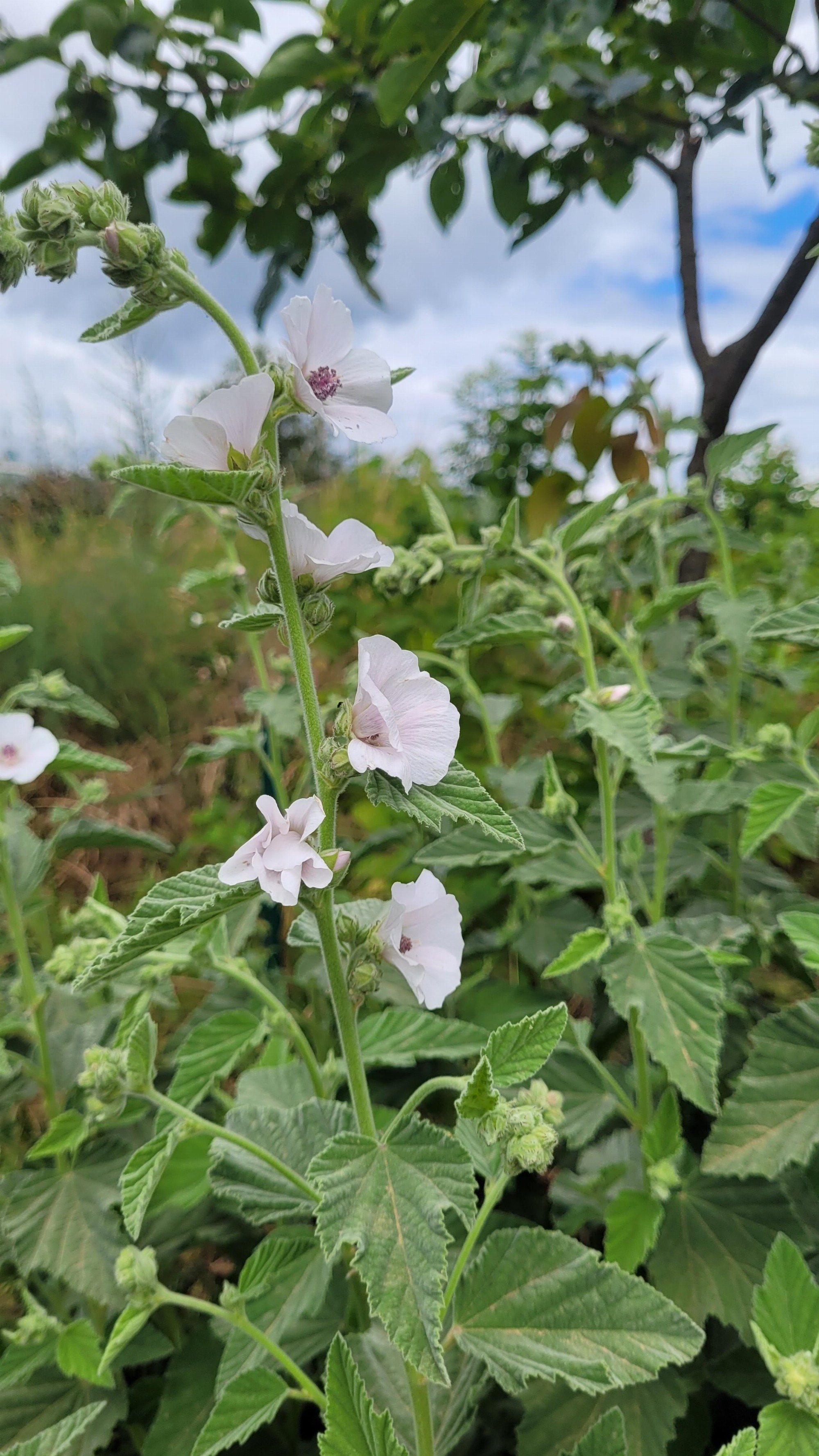 Cultures multi-étagées_LeCroissantFertile_Mornant