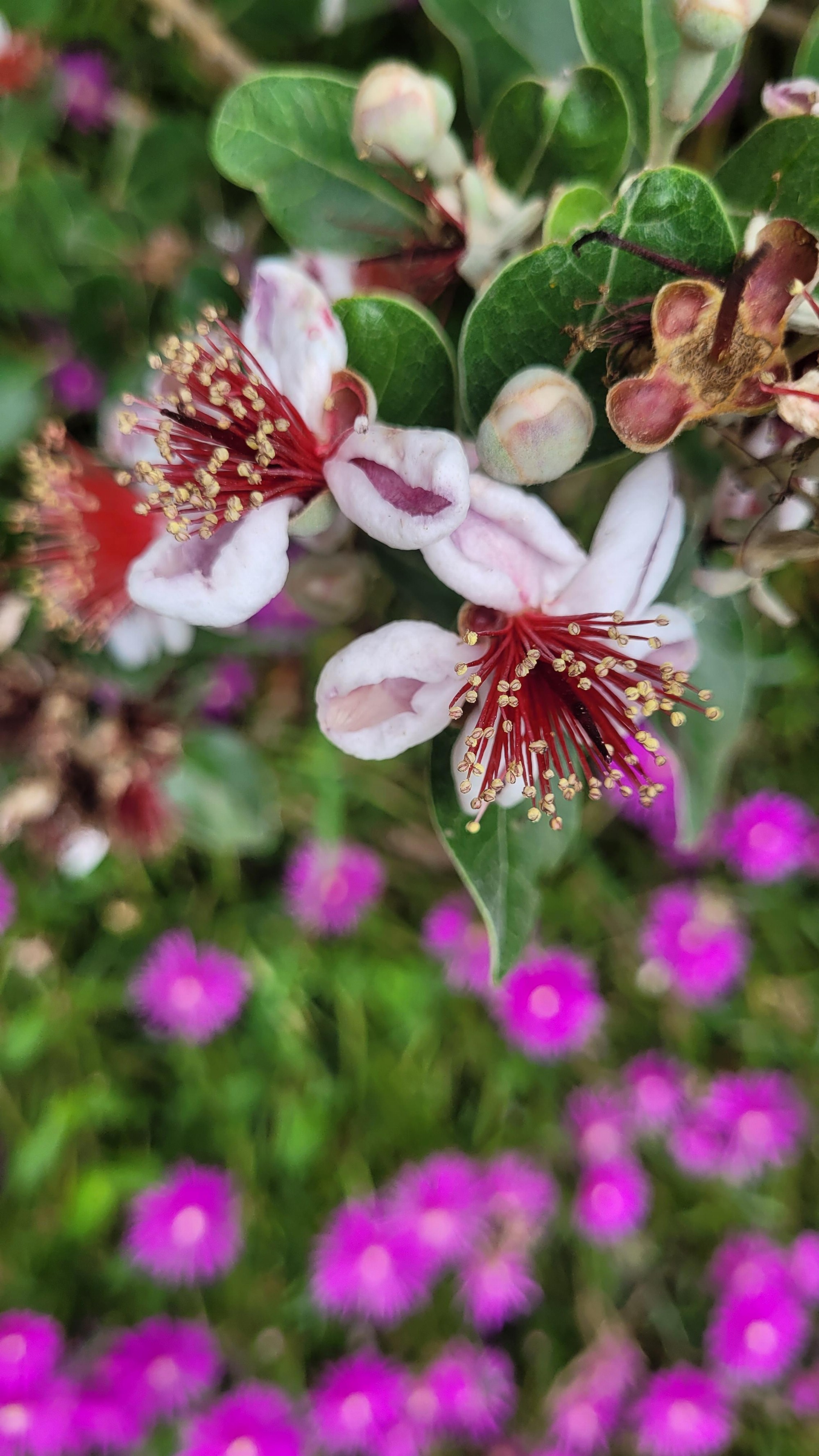 Feijoa et pourpier_LeCroissantFertile_Mornant