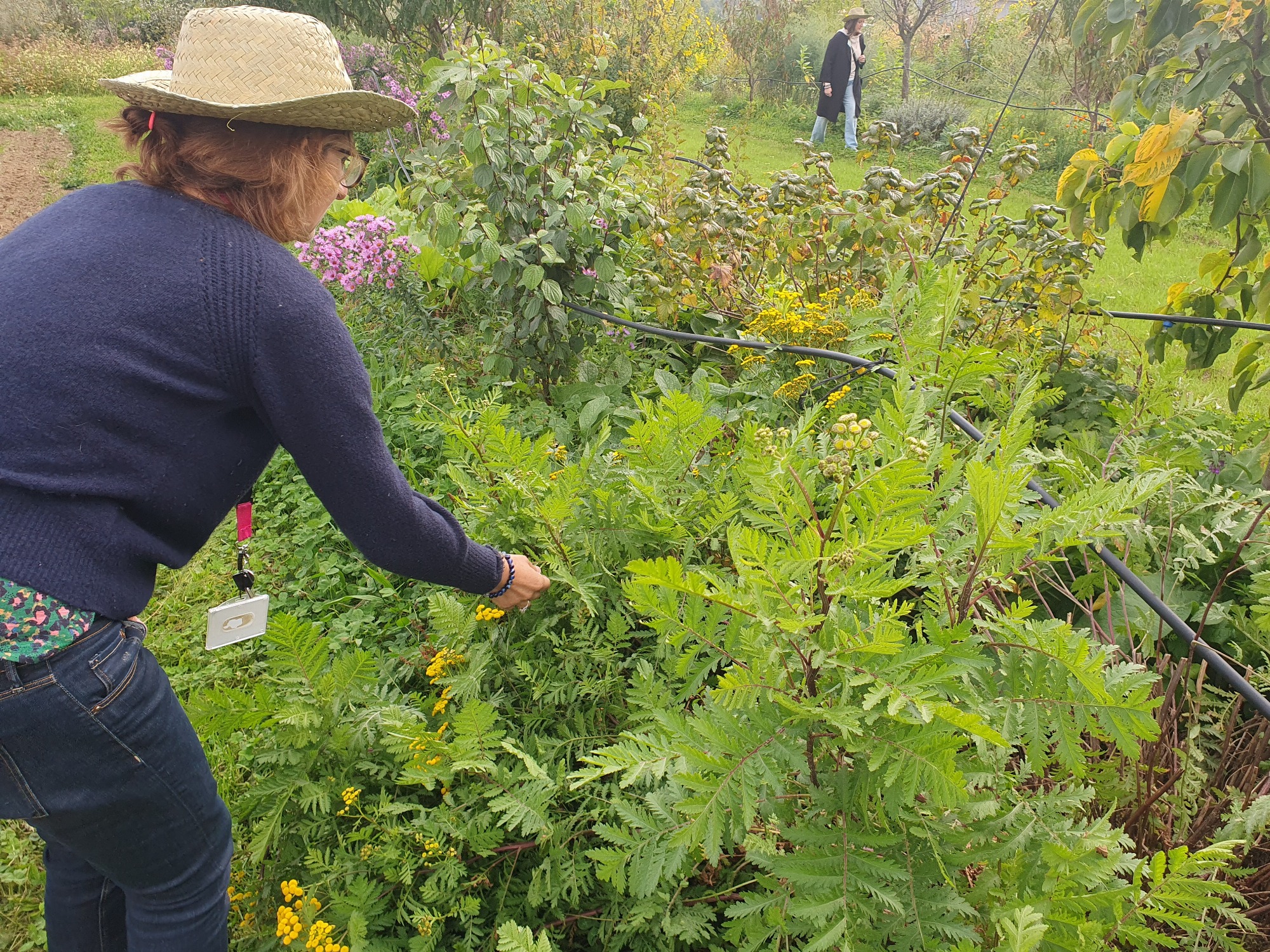 cueillette au jardin_LeCroissantFertile_Mornant