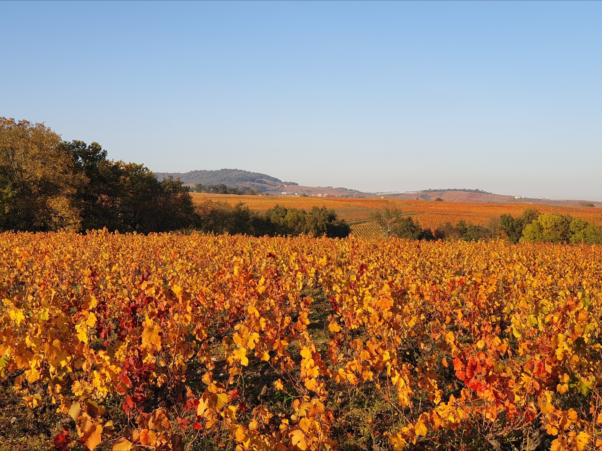 Aire de camping-cars chez le producteur_Villié-Morgon