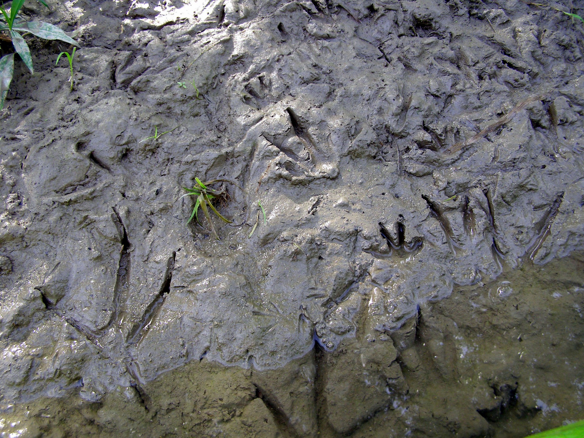 Traces et Indices_Tupin-et-Semons