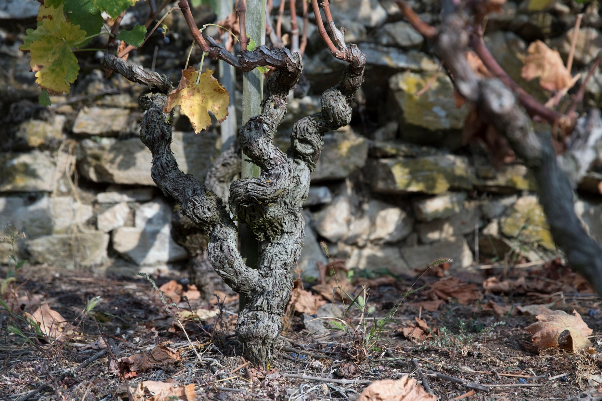 Portes ouvertes au Domaine Garon_Ampuis