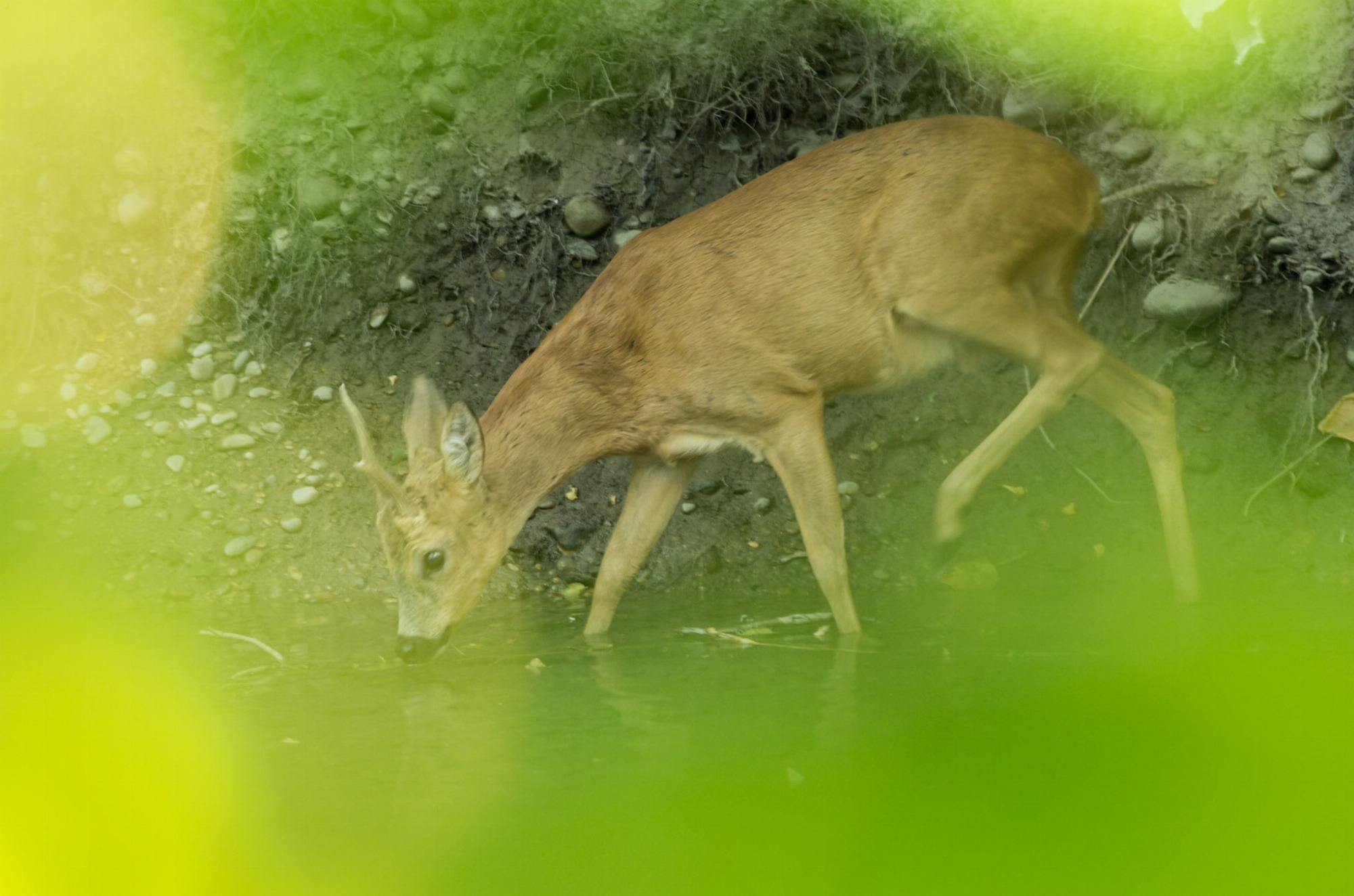 Partir à la découverte du Chevreuil_Courzieu