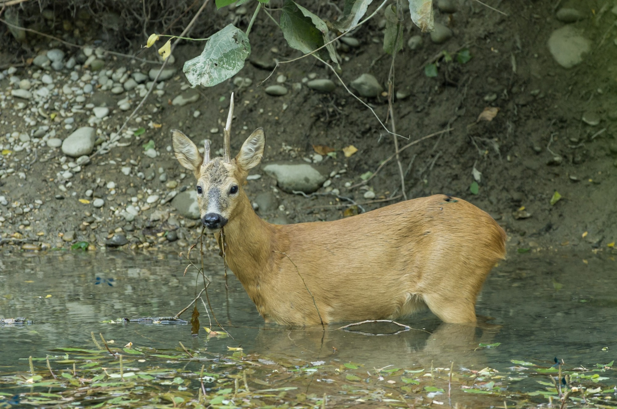 Partir à la découverte du Chevreuil_Courzieu