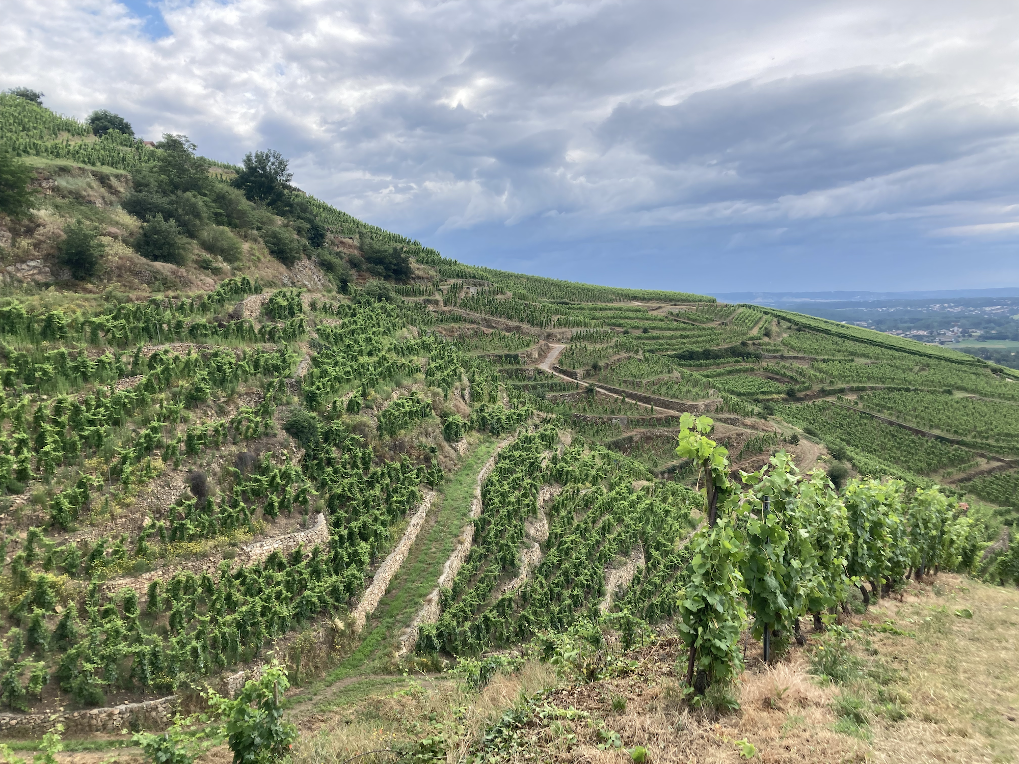 LES COTEAUX DE CÔTE-RÔTIE