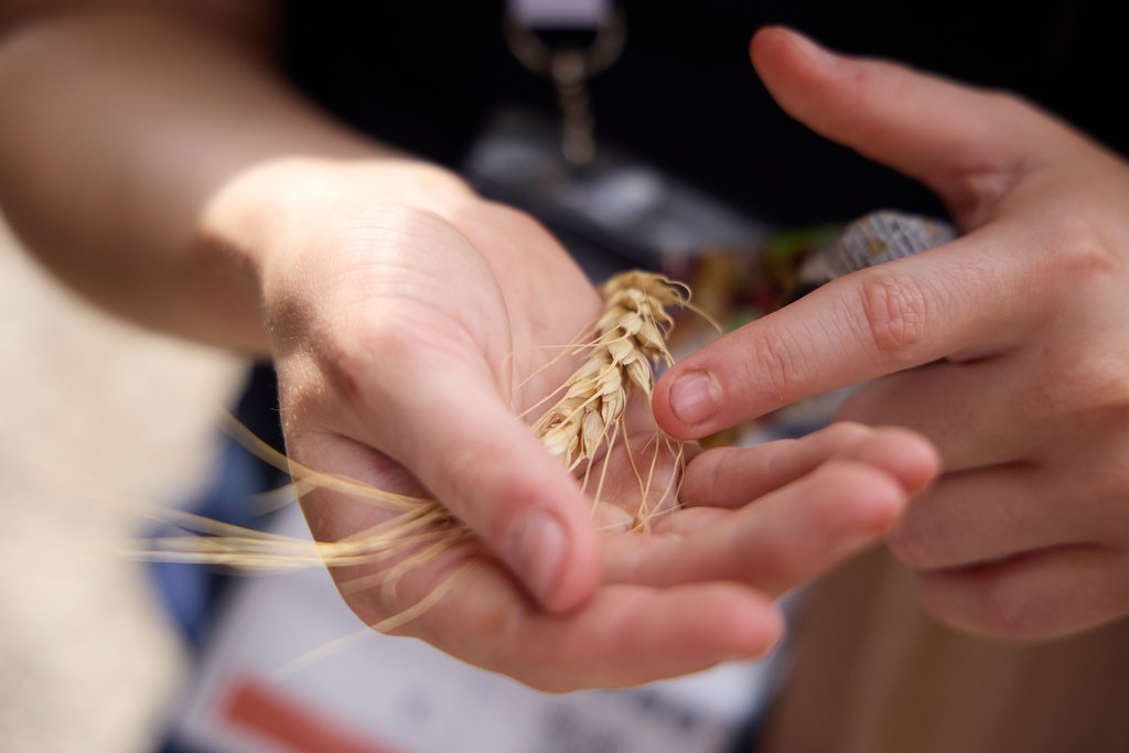 découverte des blés_Le CroissantFertile_Mornant