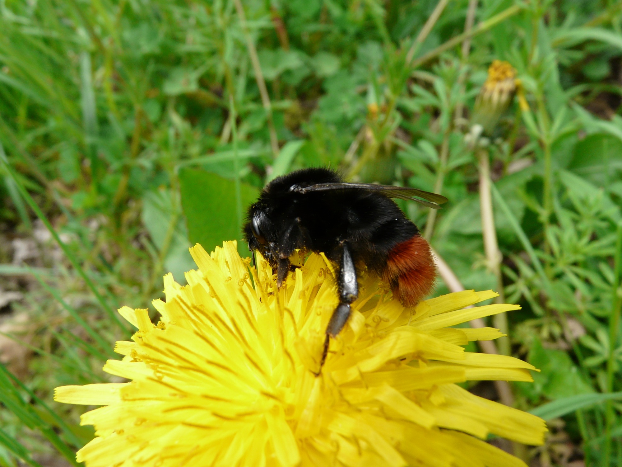 À la découverte des insectes pollinisateurs_Tupin-et-Semons